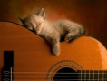 /album/galeria-de-fotos-pagina-inicial/gatito-guitarra-jpg/